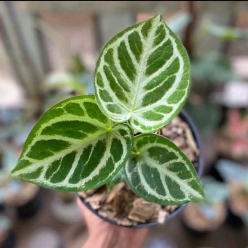 Tanaman Hias Anthurium Dorayaki Silver blush