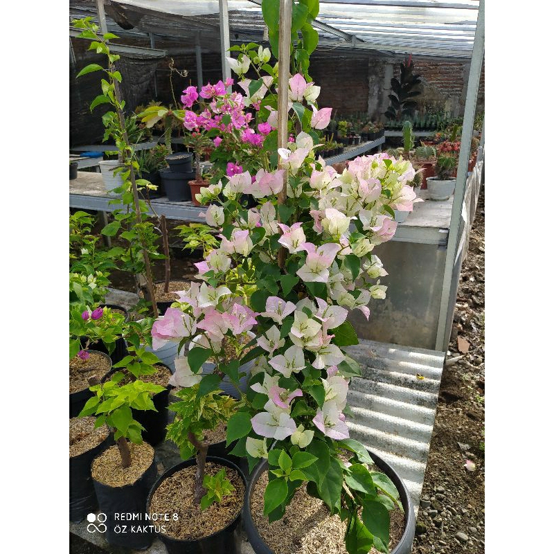 Bougenville Bengawan Solo