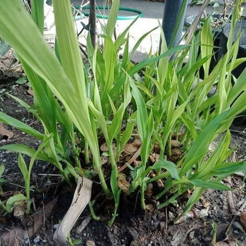 Bibit Rumput Gajahan Odotan Pakan Ternak  Super