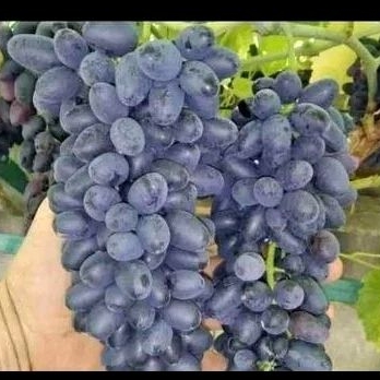 

Anggur Import NATALI tanpa biji