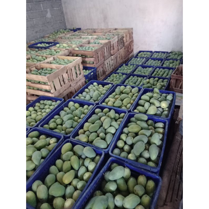 

mangga manalagi 1 kg