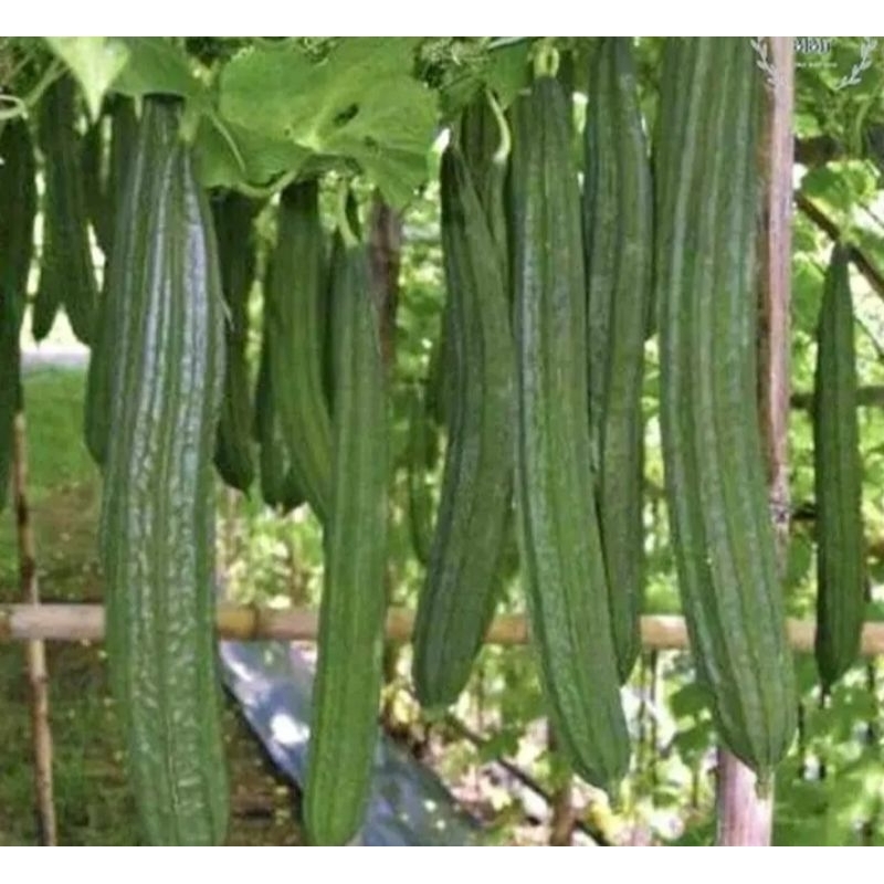 20biji/bibit oyong unggul bibit oyong buah panjang bibit oyong super siap tanam mudah tumbuh