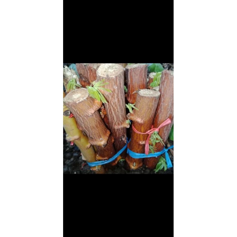 bibit singkong gajah