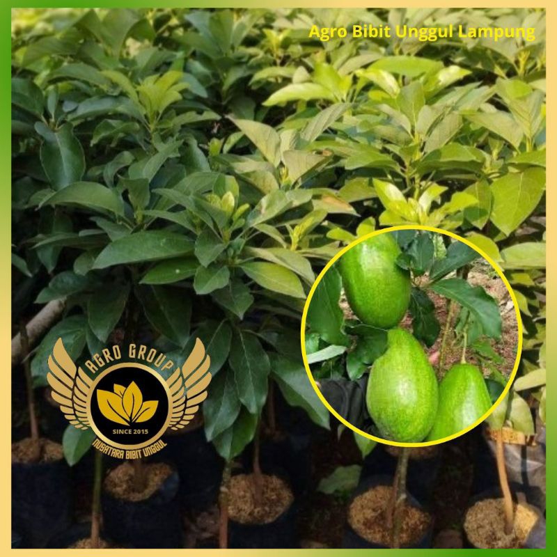 Bibit Alpukat Pluwang super Jumbo 1 meter Tanaman okulasi batang besar
