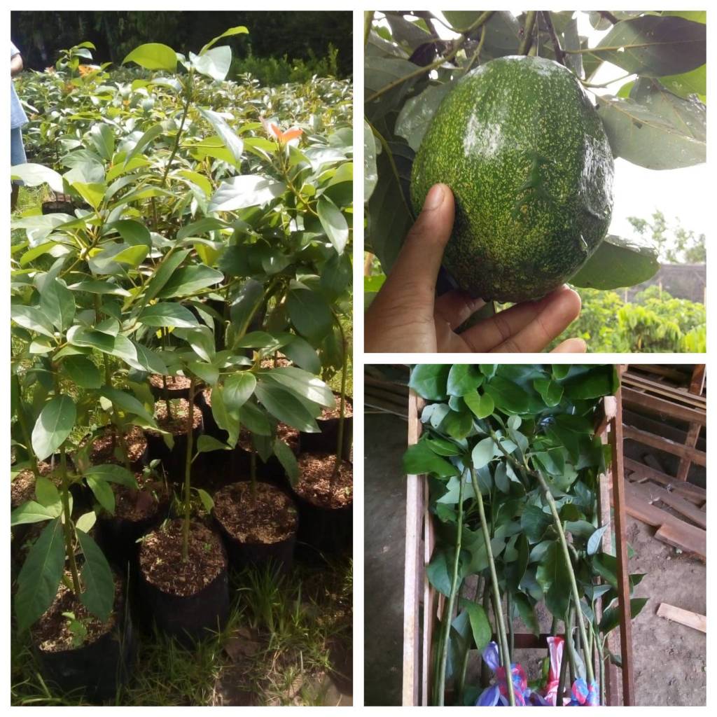 Bibit Alpukat Kendil Jumbo Berbuah Lebat - RAWA BIBIT