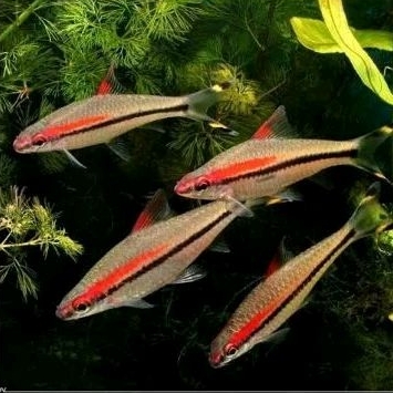 Hiasan Aquarium Ikan Pontius Denisoni