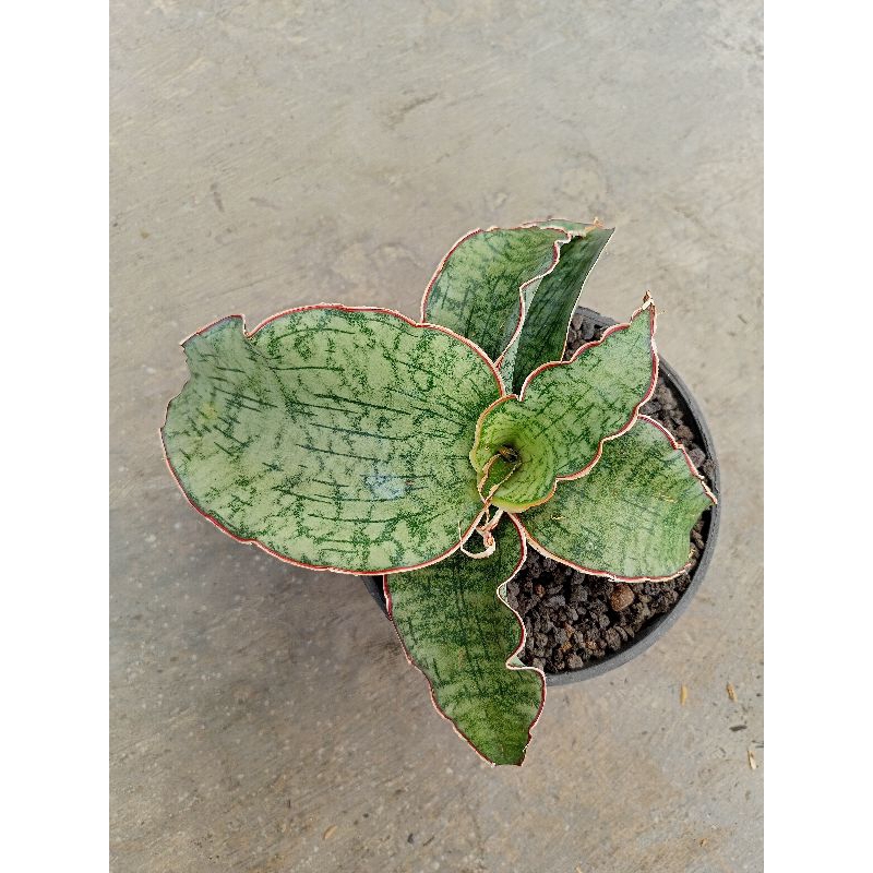 Sansevieria Silver blue