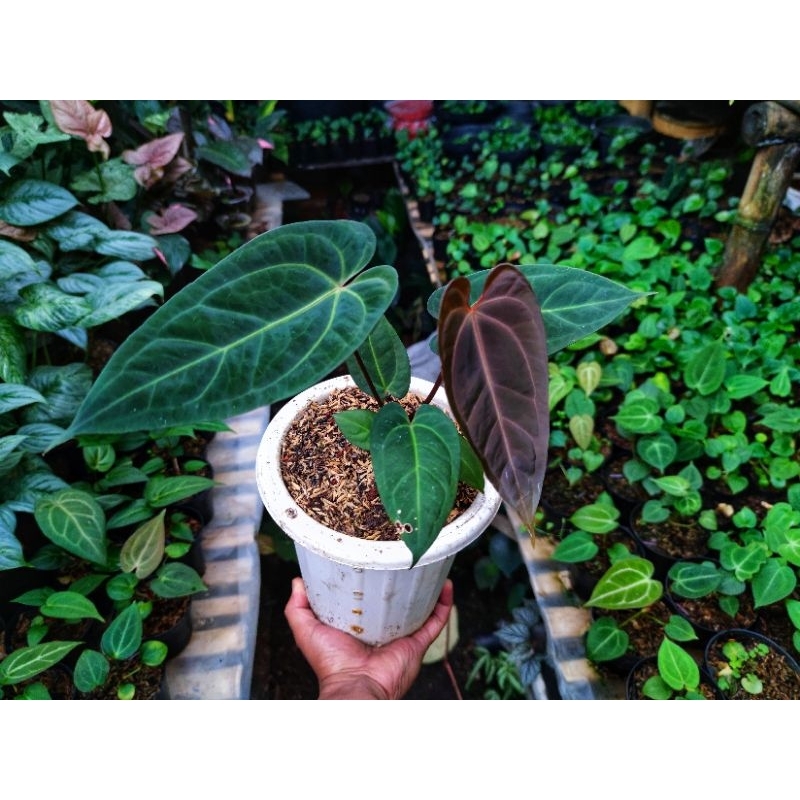 Anthurium Papilaminum FortshermanxBlue X Papilamium Ace Of Spades