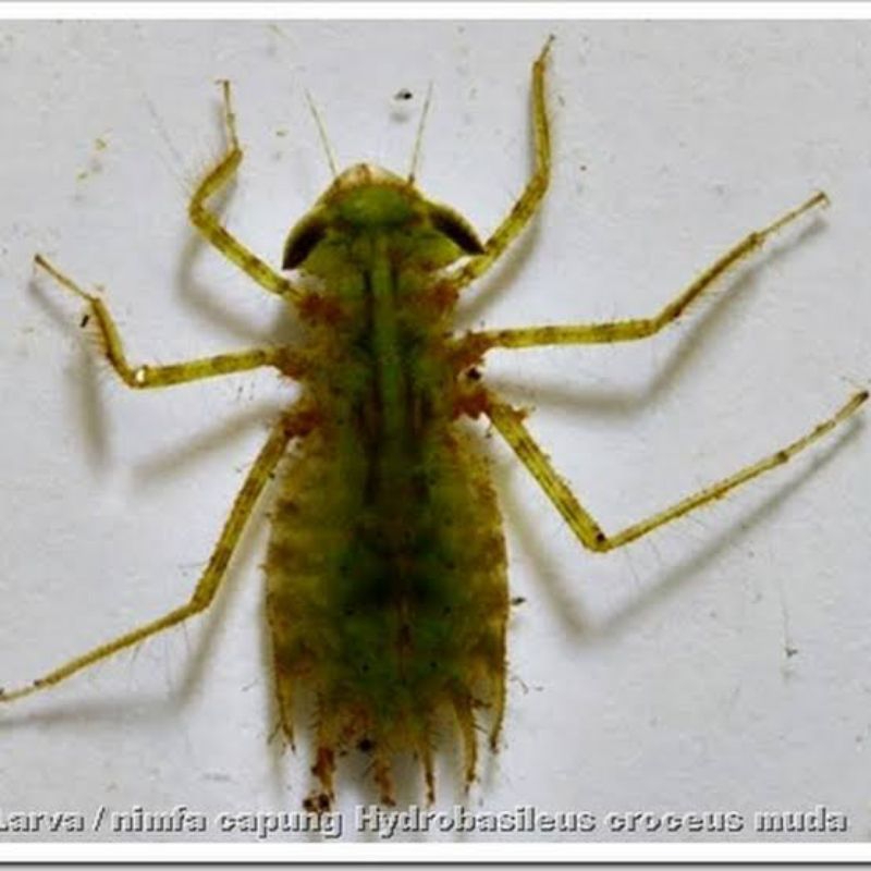 LARVA CAPUNG UMPAN MANCING ISI 20 BIJI.UMPAN GT LELE BAWAL TAWES DLL