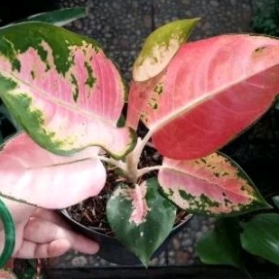 tanaman hias aglonema red kochin tembaga remaja