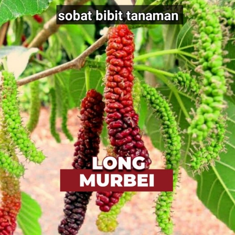 BIBIT LONG MURBEI JUMBO