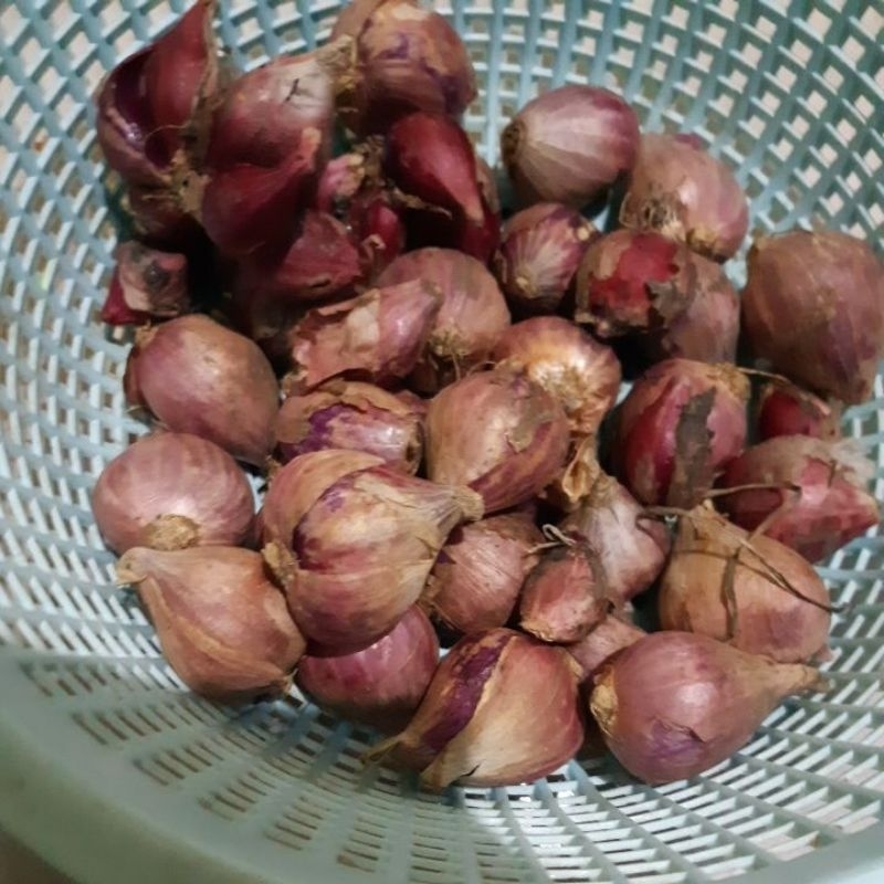 

bawang merah asli