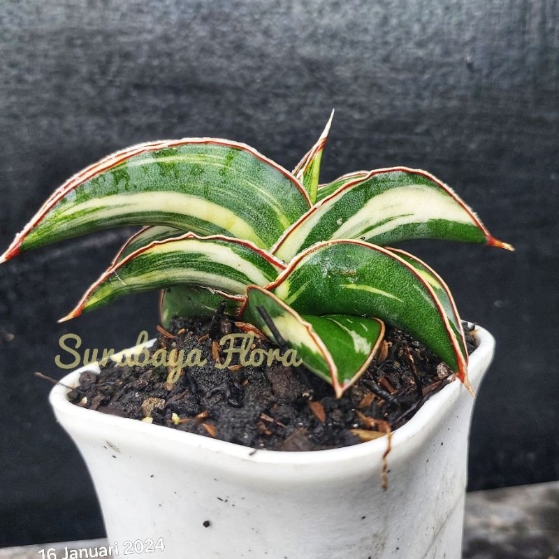 Sansivera Robusta Dwarf Varigata Putih Joss