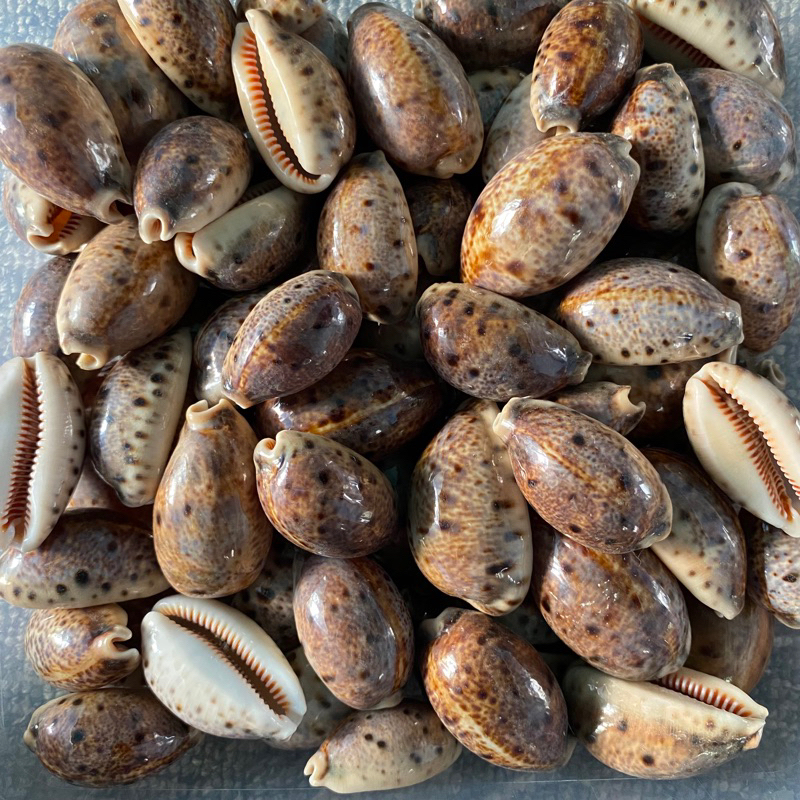 CANGKANG KERANG KUWUK BALI / Lyncina lynx 100gr