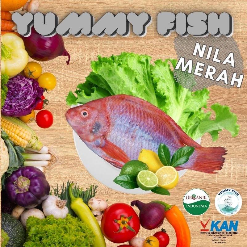 

IKAN NILA MERAH BERKUALITAS ORGANIK 600 - 700 gram