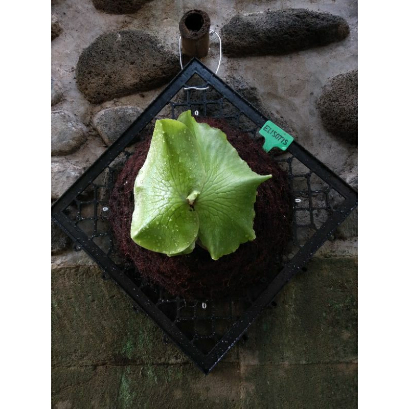 platycerium / kesimbar elisotis hybrid (platycerium elephantotis x platycerium ellisi)