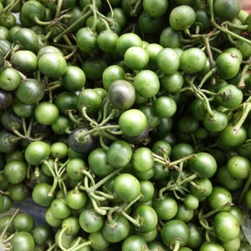 

Leunca Lalapan Segar