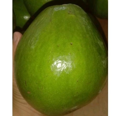 

BUAH ALPUKAT MENTEGA JUMBO