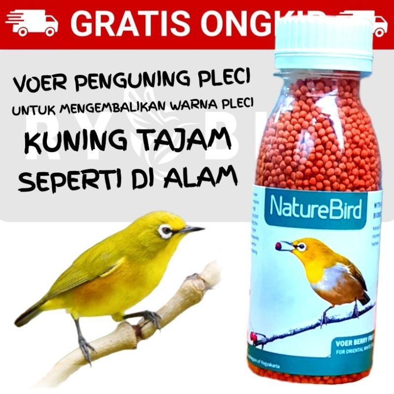 NATURE BIRD VOER BURUNG PLECI MEMPERBAIKI WARNA BULU