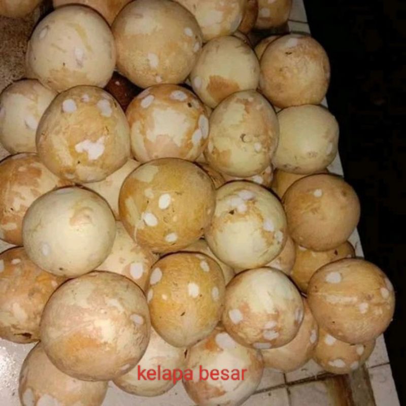 

kelapa utuh kelapa parut besar dan sedang dijamin fresh