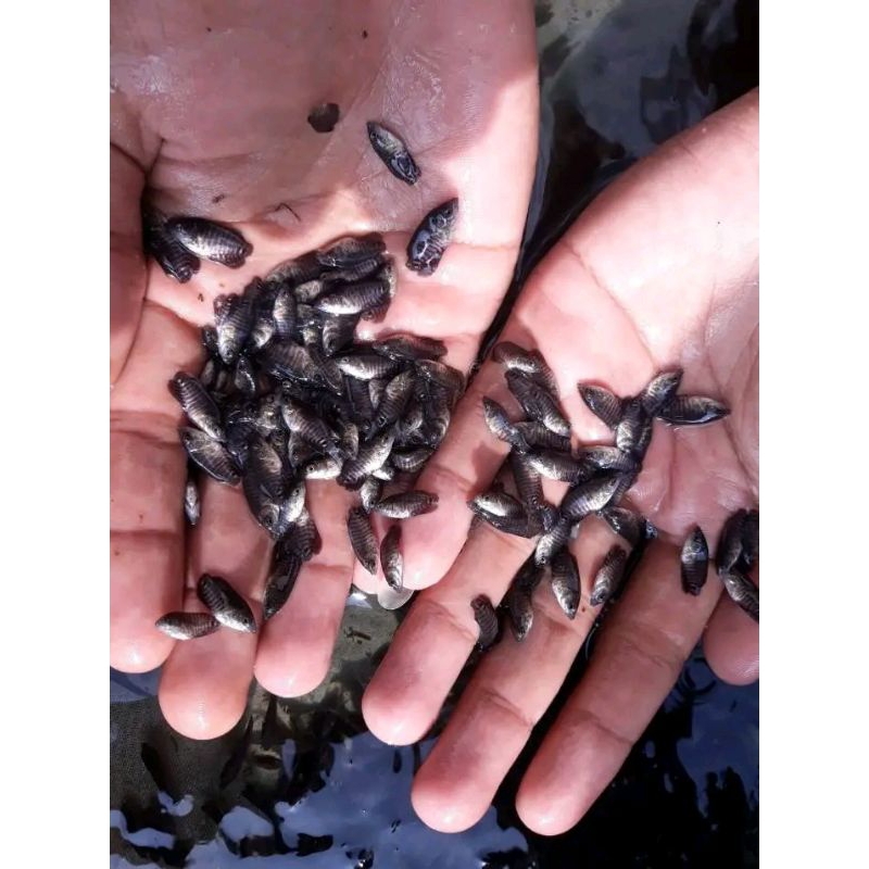 paket 500Gurame soang nguaci