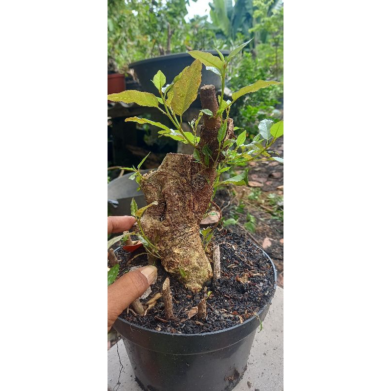 bunut merah dongkelan sudah trubus/ bahan bonsai bunut merah