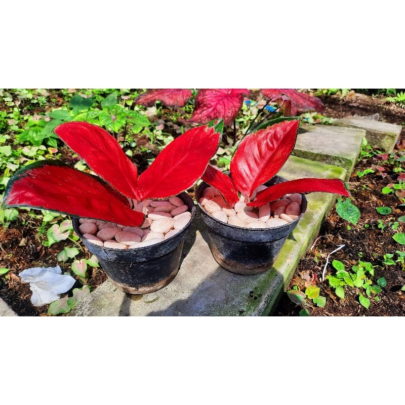 Suksom Jaipong Aglonema Suksom Jaipong Merah Mutasi Tanaman Hias Aglonema Aglaonema Suksom Jaipong M