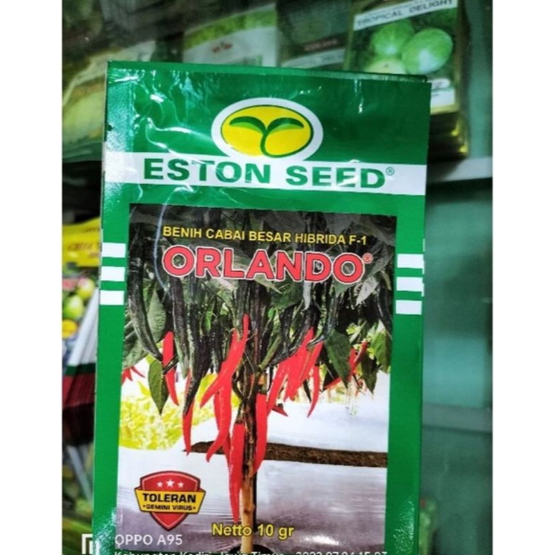 benih cabe hibrida ORLANDO F1 isi 10 gr