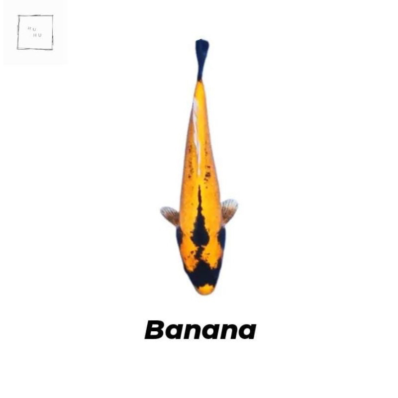 BIBIT Ikan koi banana sz 10-15cm grade A+ lolos karantina (BERGARANSI)