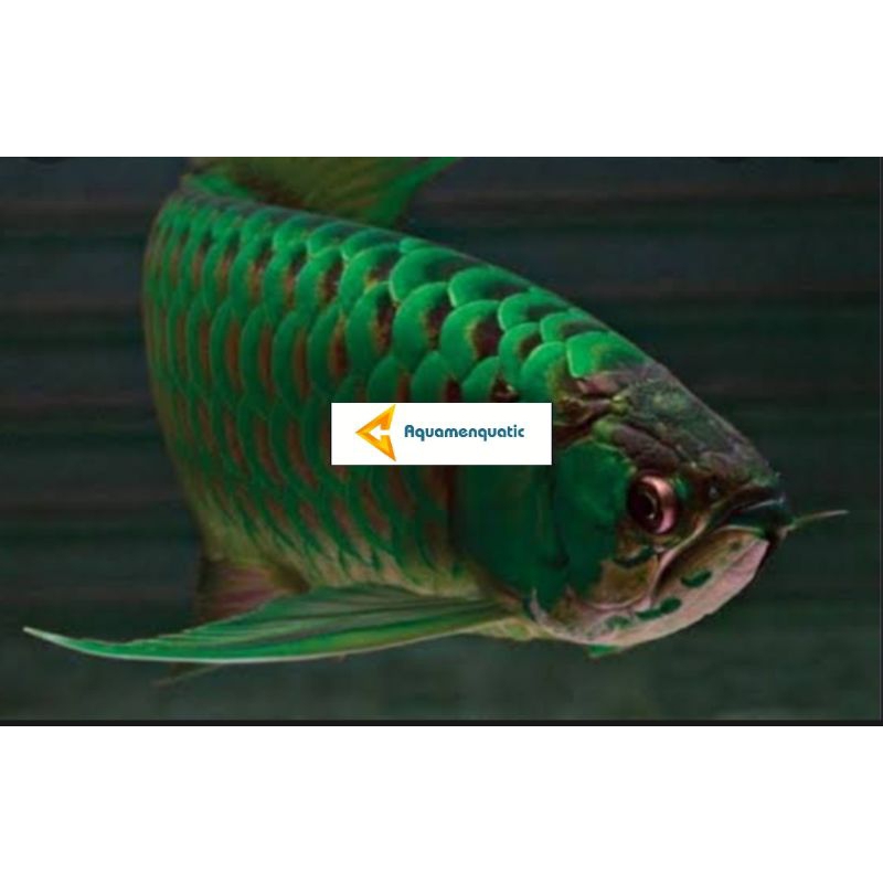 Aquamenquatic - Arwana Green Pino Sertifikat + Chip 10-12 CM