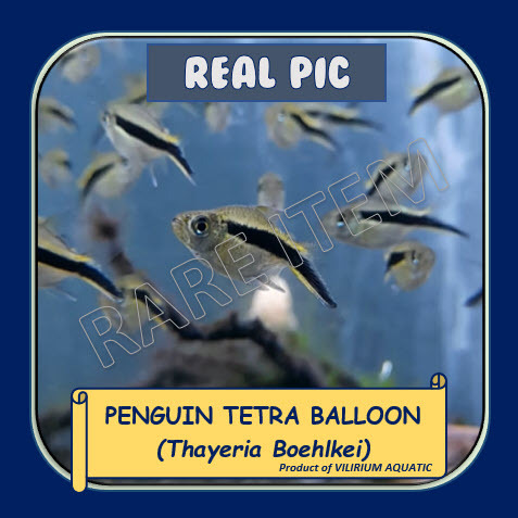 IKAN HIAS AIR TAWAR - PINGUIN TETRA BALON / PENGUIN TETRA BALLOON