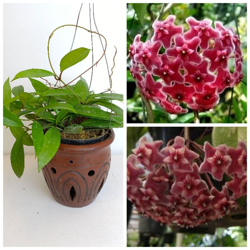 Hoya bunga merah