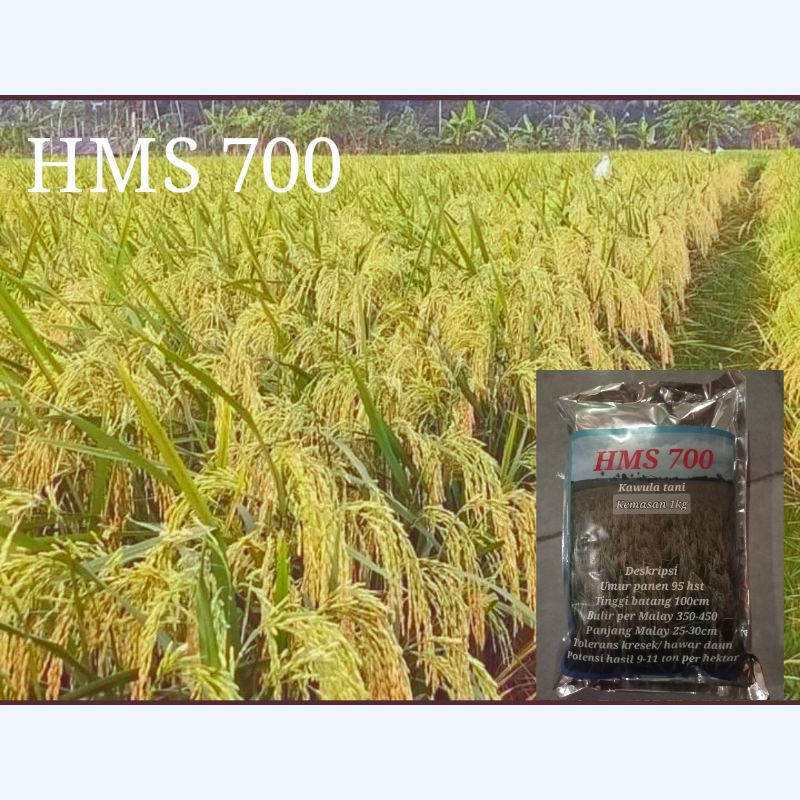 Benih padi HMS 700 kemasan 1 kg