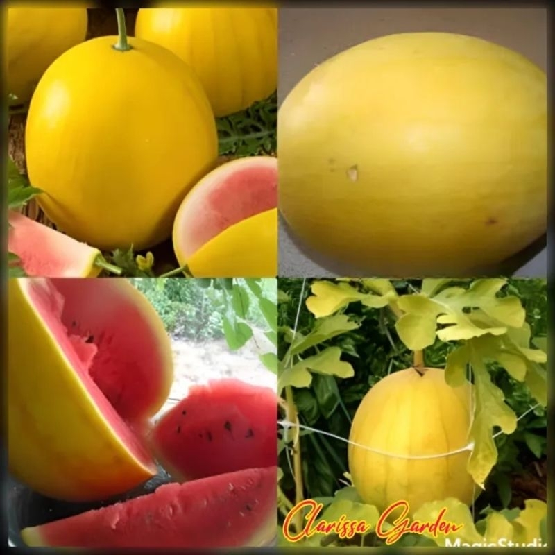 10 BUTIR BIJI/BENIH SEMANGKA BERKULIT KUNING DAGING MERAH | GOLDEN RED
