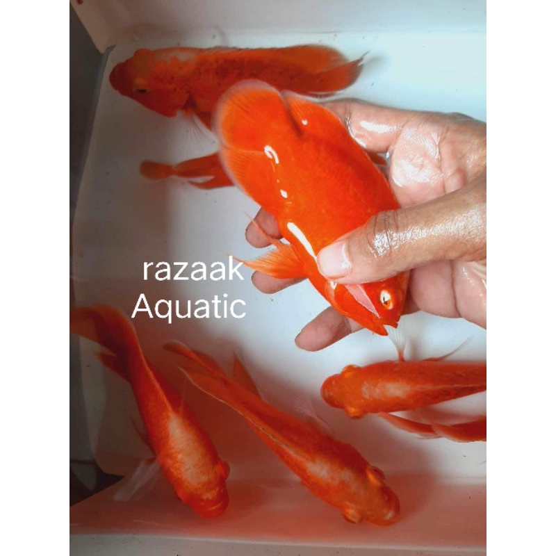 Oscar red Chili termurah hiasan aquarium