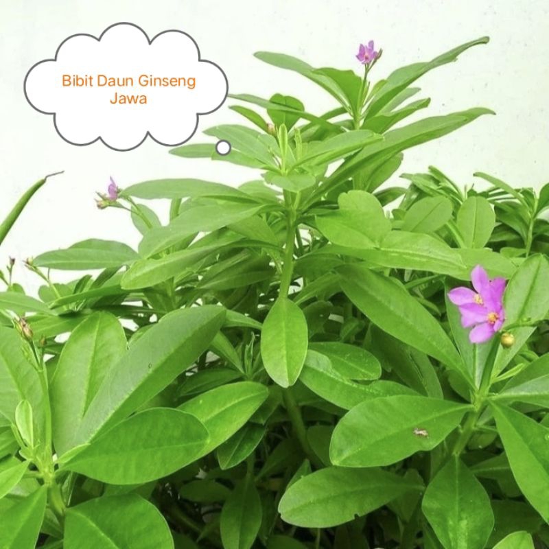 Bibit Daun Ginseng Jawa ( Batam )