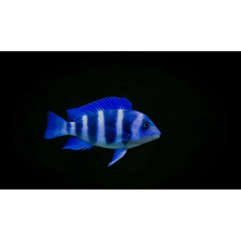 Frontosa bluezair moba