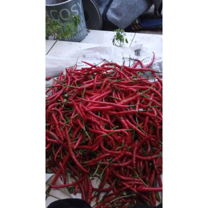 

Cabai Kriting Merah 250 gram