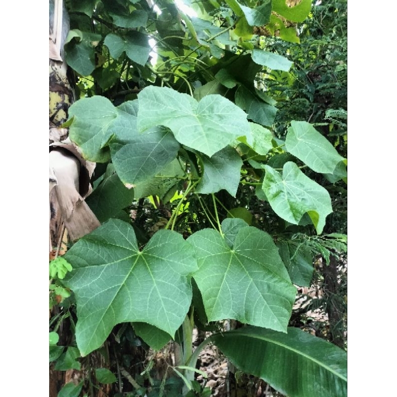

daun jarak / daun jarah
