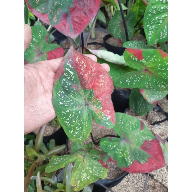 Caladium baret