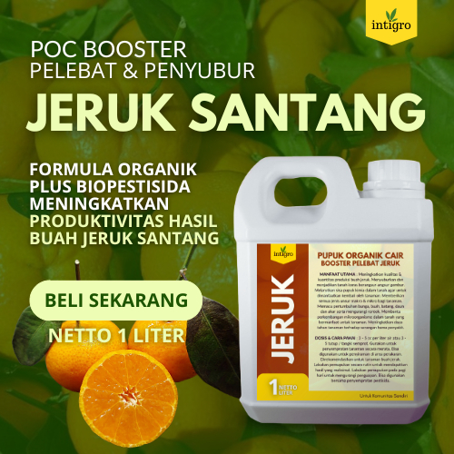 Pupuk Jeruk Santang Madu Cepat Berbuah / Pupuk Jeruk Buah Santang Madu / Pupuk Booster Organik Peleb
