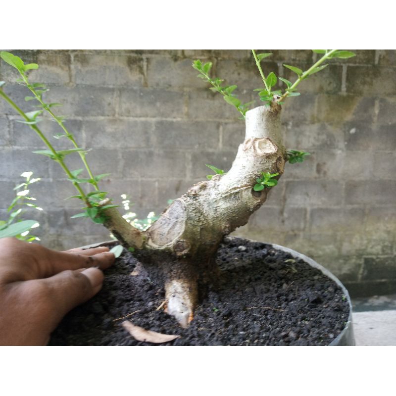 bahan bonsai sancang realpic mantap bonggol besar