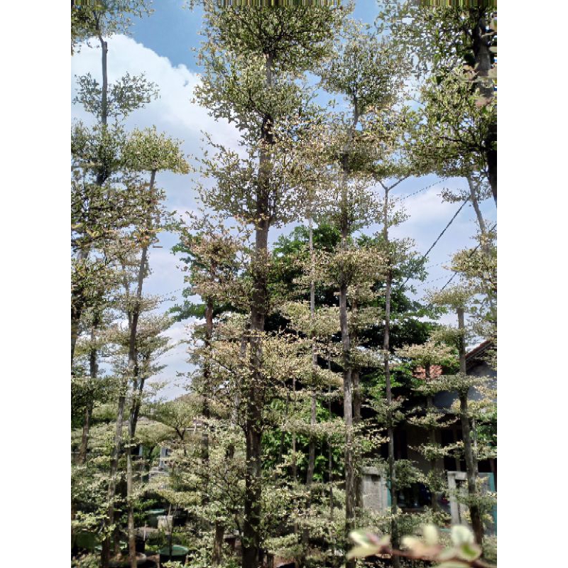 Pohon Ketapang kencang varigata tinggi 3m sudah termasuk ongkos kirim
