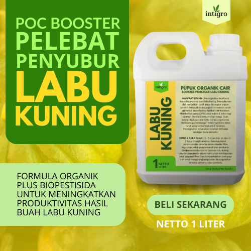 Pupuk Labu Kuning / Pupuk Buah Labu Kuning / Pupuk Pelebat Buah Labu / Pupuk Pelebat Labu / Pupuk Bu