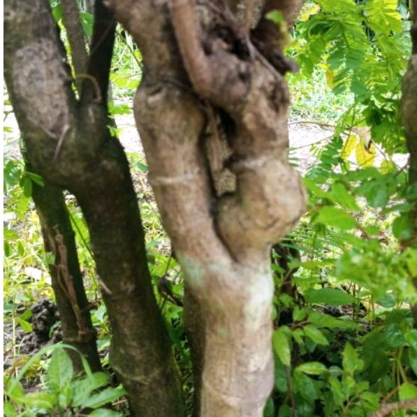 Bibit Super Tanaman Bonsai Stek Kedongdong Laut 1 Batang