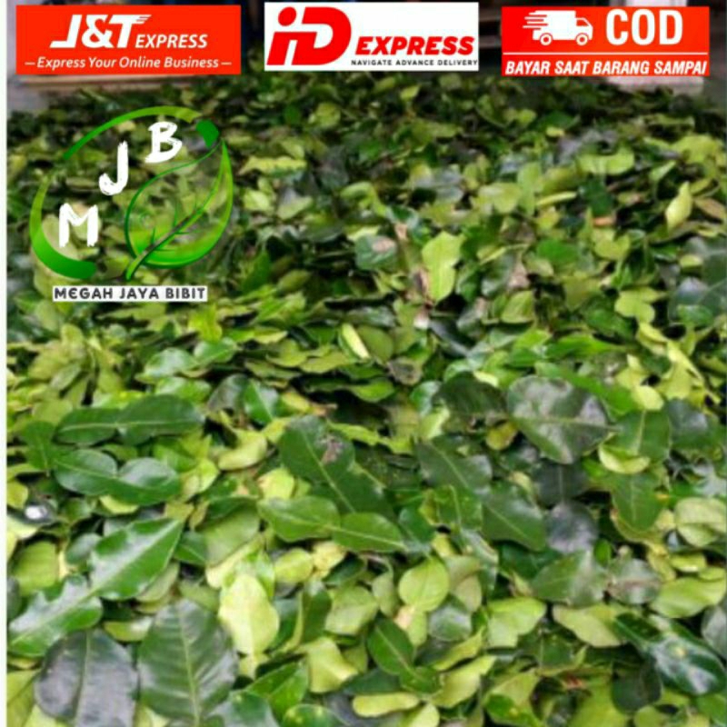 

daun jeruk segar 5kg