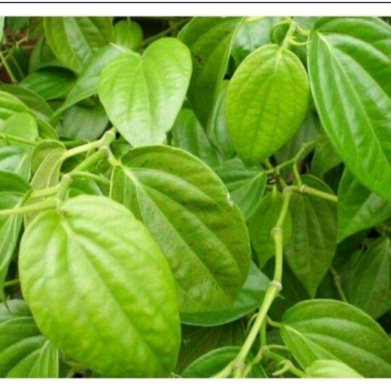 

daun sirih segar daun herbal alami 30 lembar