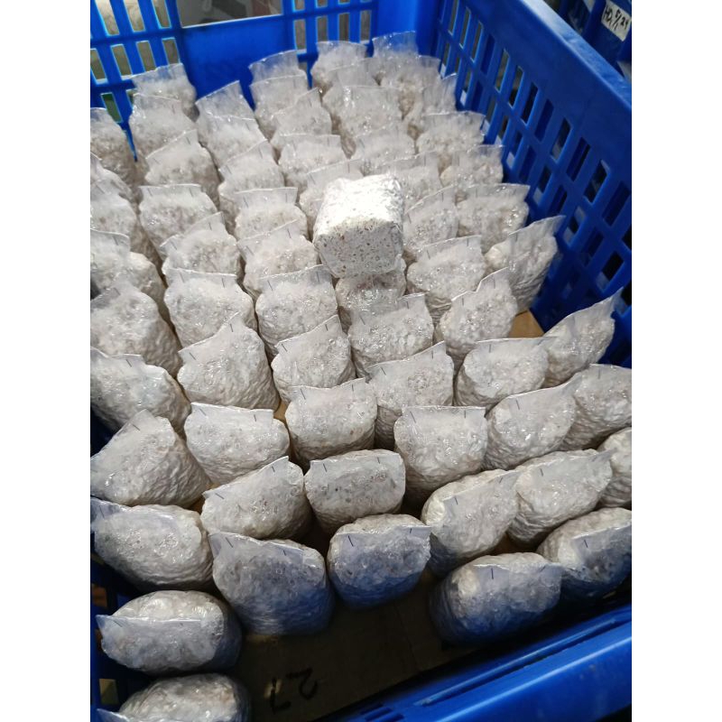 bibit jamur tiram putih F2/ indukan jamur tiram F2 / starter jamur tiram