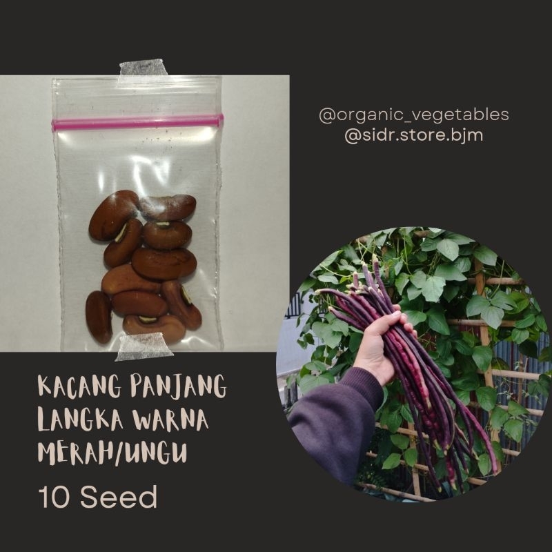

KACANG PANJANG MERAH/UNGU LANGKA