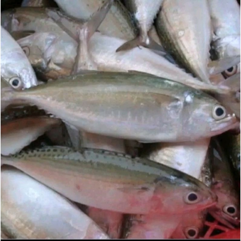 

Ikan Kembung Banjar Isi 500 Gram